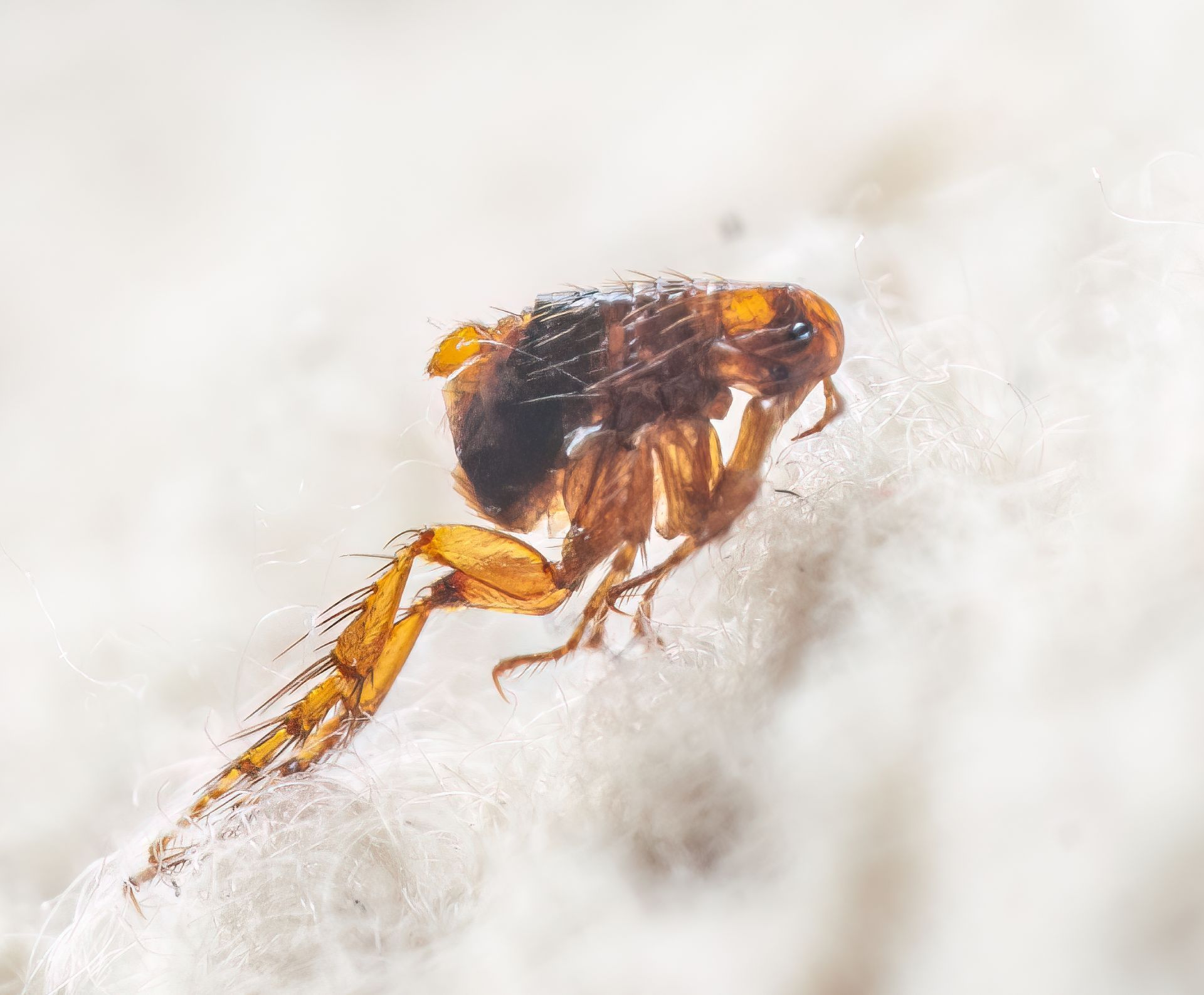 A close-up, side view of a brown flea on a light-colored, fuzzy surface, highlighting its large, powerful hind leg.
