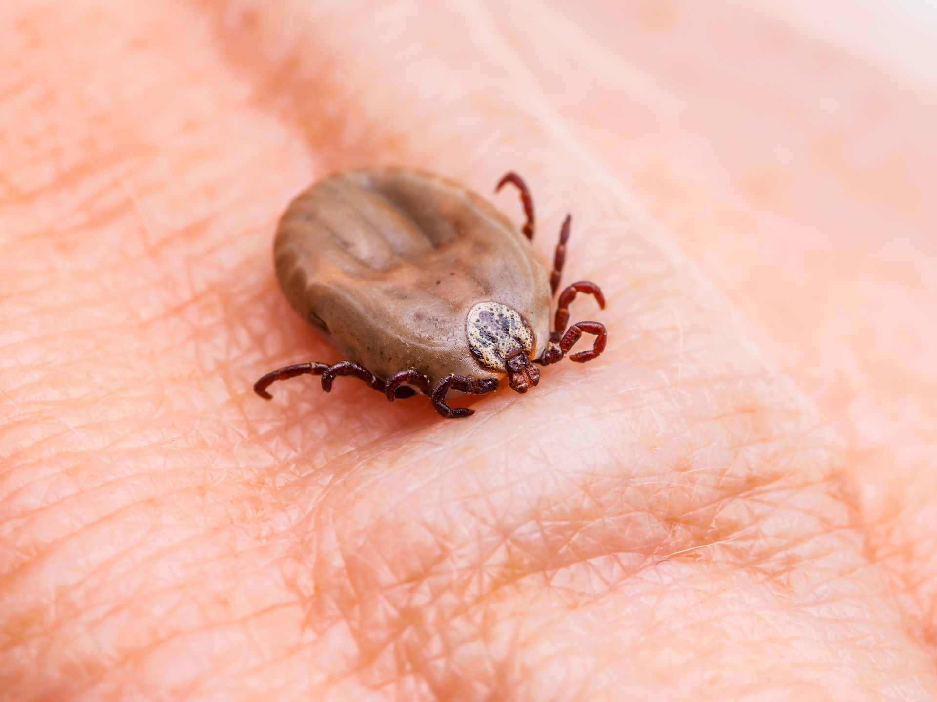 A swollen, brownish-grey tick crawling on human skin.