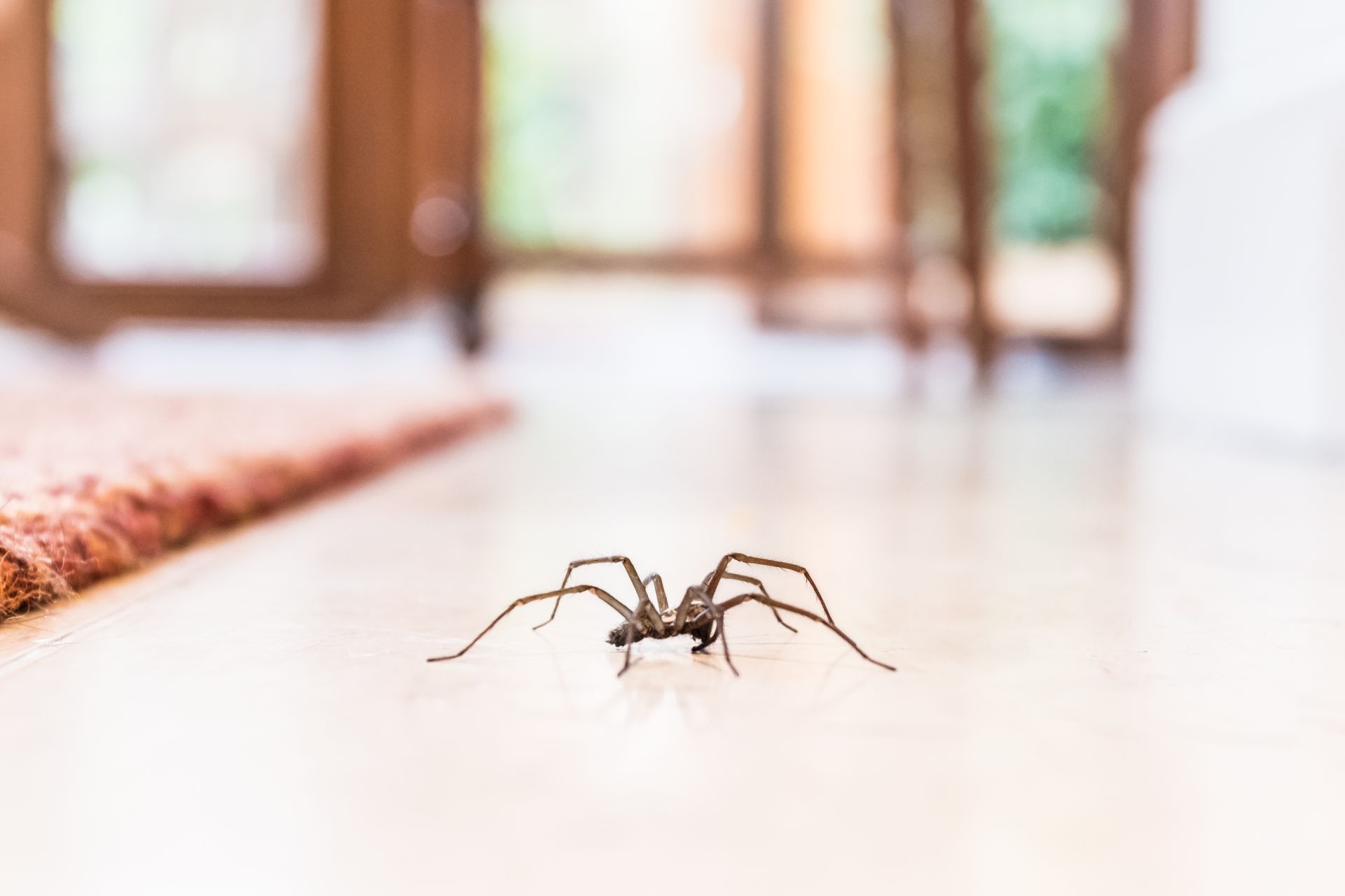 A brown spider sits on a light-colored wooden floor in a room with a blurred background.