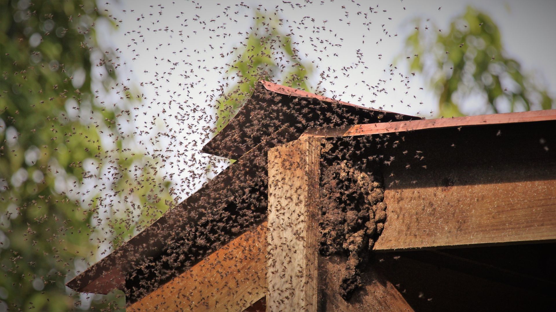A dense swarm of bees flying near a wooden structure and roof against a blurred background of trees.