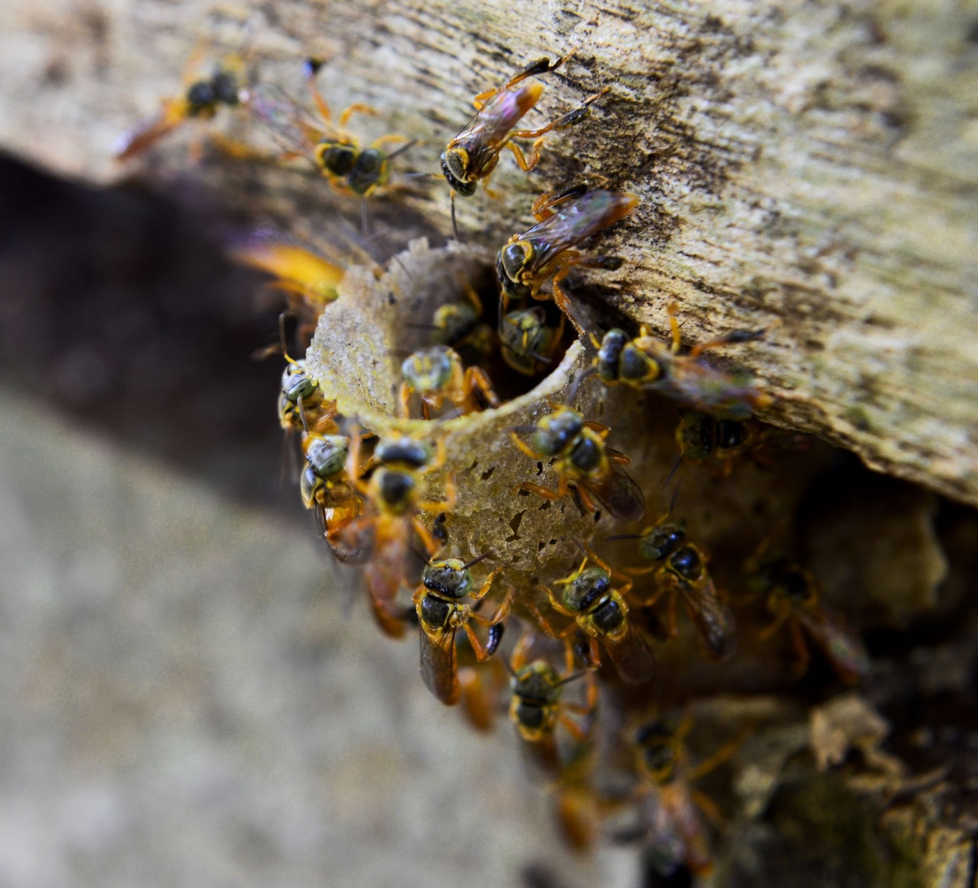 A cluster of small, yellow and black stingless bees gathers around the funnel-shaped entrance of a nest in a wooden log.