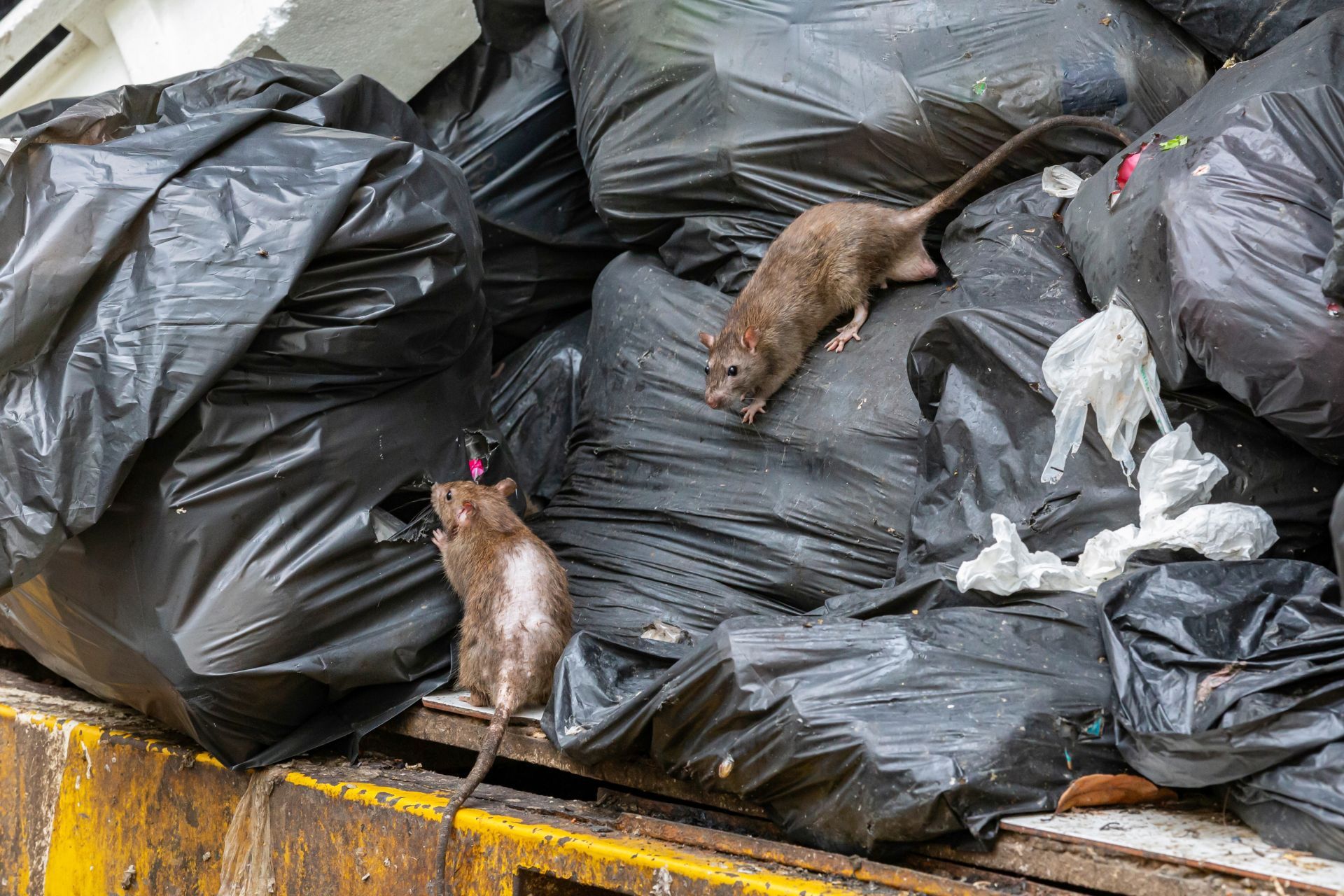 Two brown rats crawl over a pile of overflowing black plastic garbage bags sitting on a yellow surface.