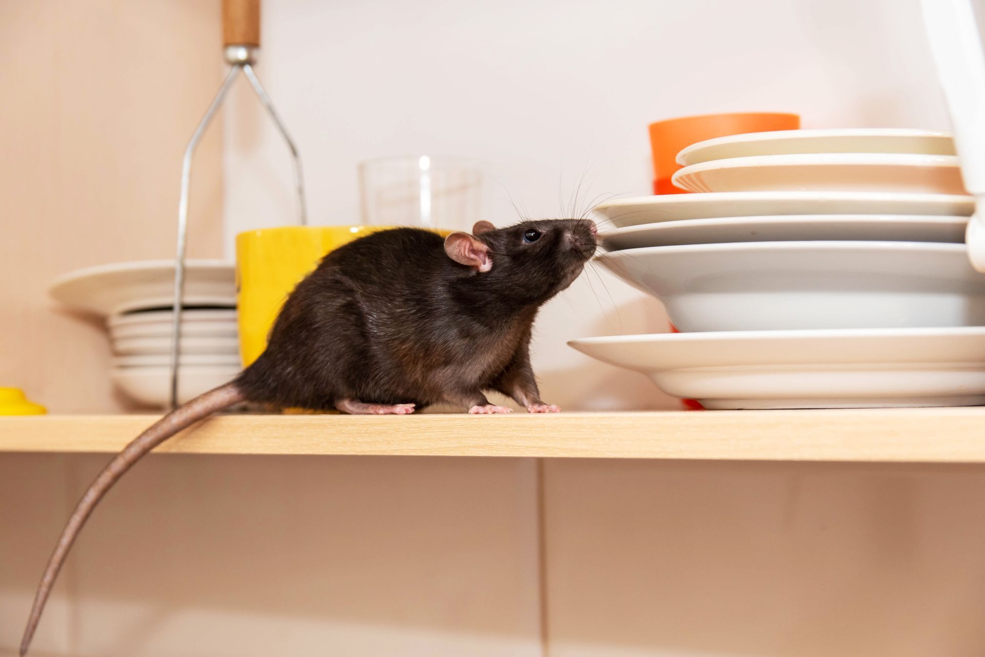 A dark brown rat perched on a wooden kitchen shelf next to a stack of plates.
