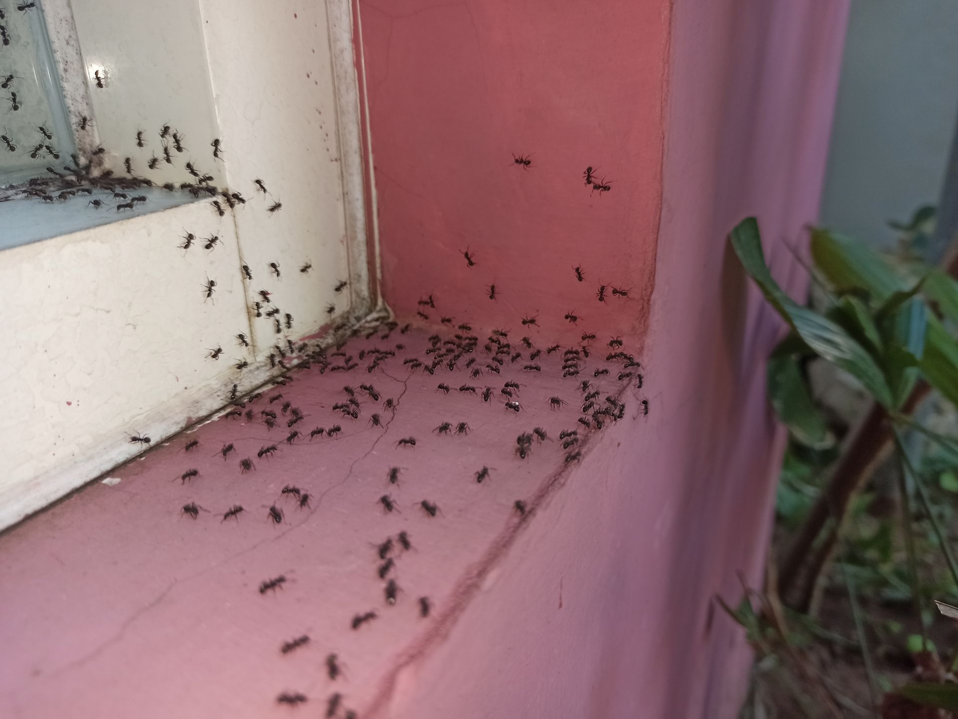 A large trail of small black ants crawling along the edge of a pink window ledge.