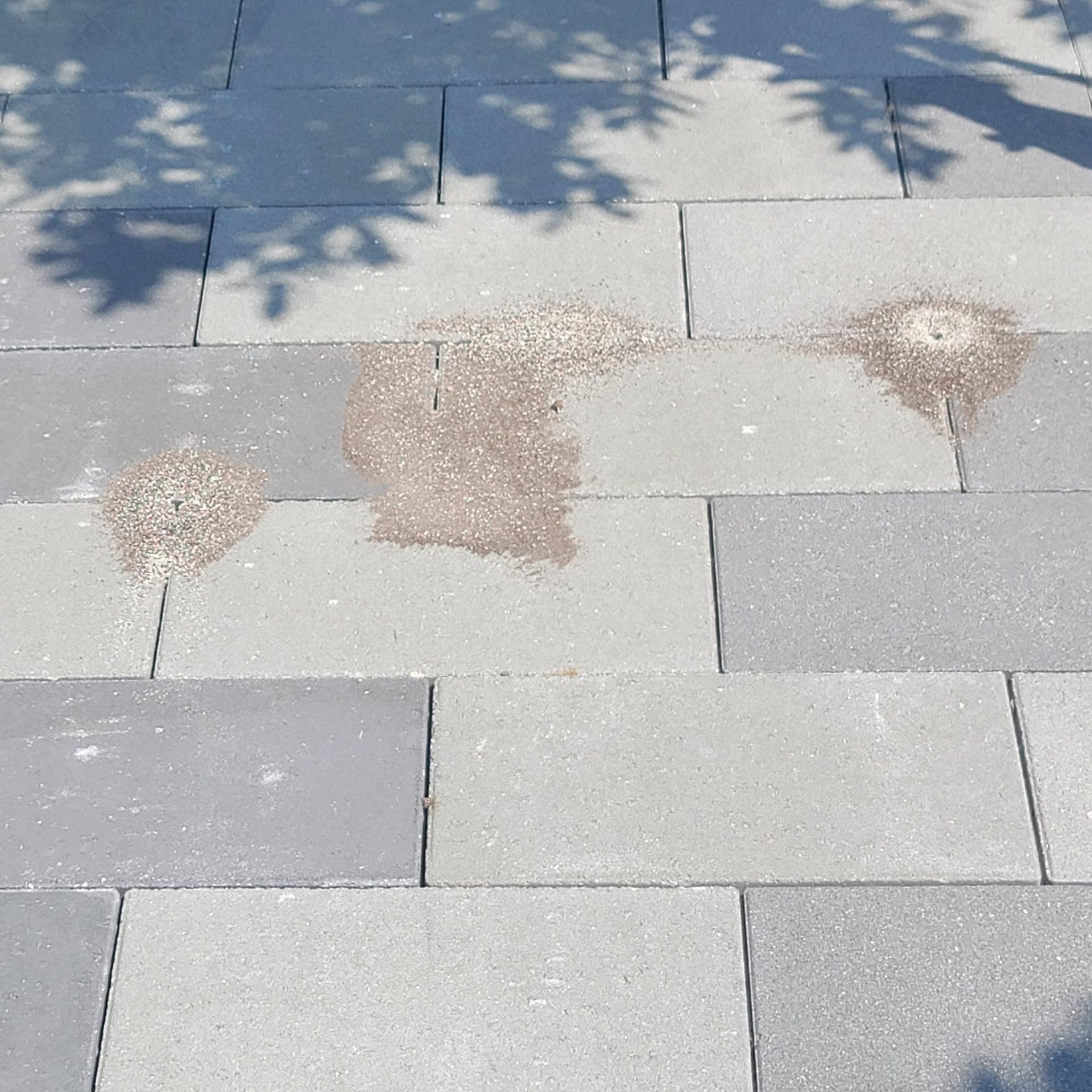Gray stone pavers on a walkway with patches of sand spilling from between the joints, topped by shadows of tree branches.