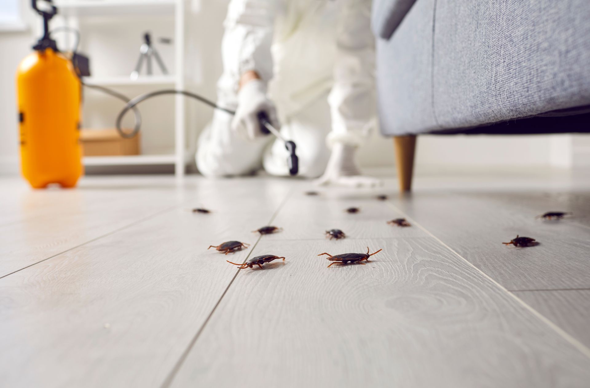 A professional in a white hazmat suit sprays insecticide on a floor scattered with cockroaches near a sofa.