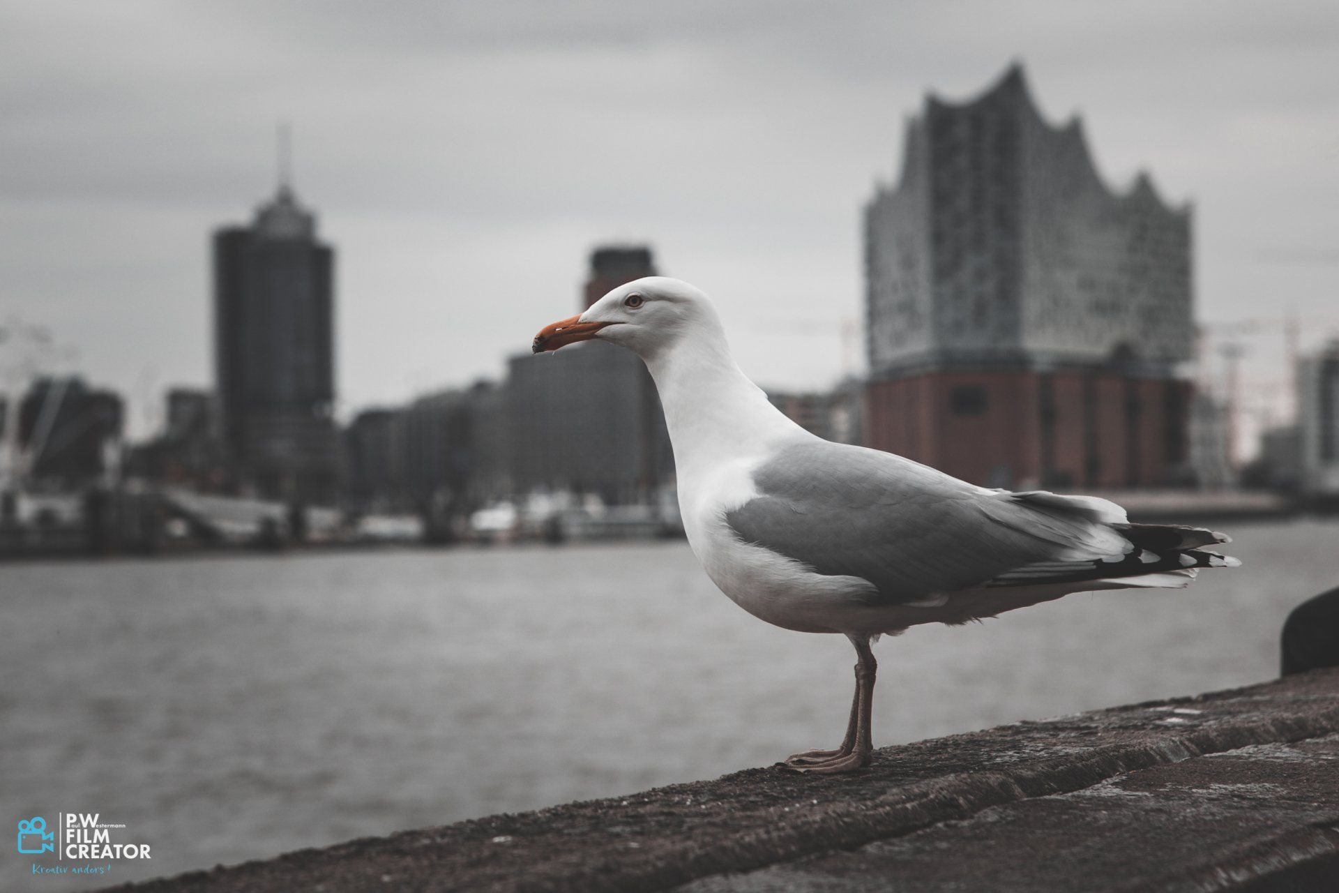 Möwe in Hamburg, im Hintergrund ist die Elbphilharmonie