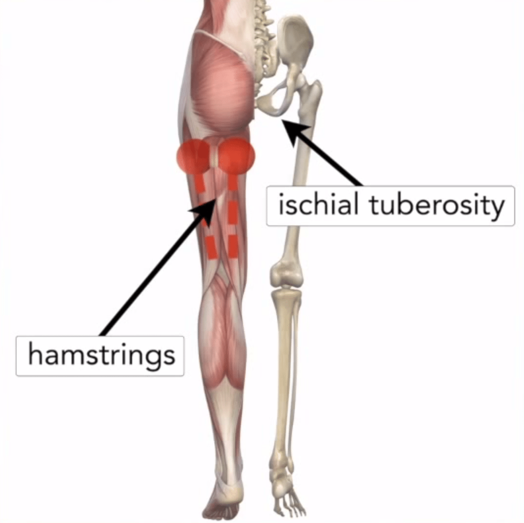 hamstring stretches chart