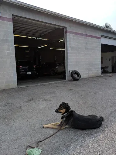 Black-and-tan dog lying on a leash outside an open garage shop.