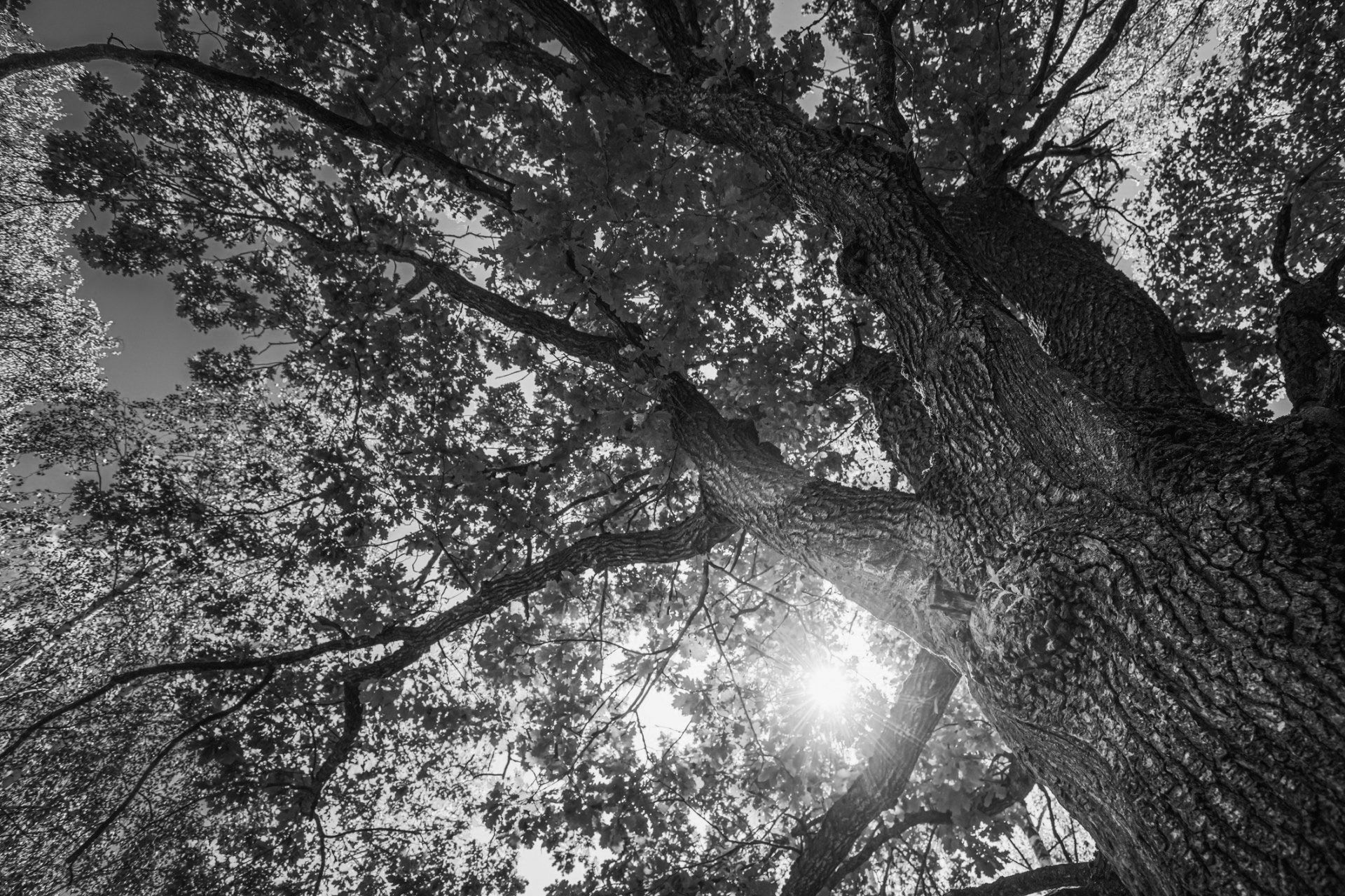 Sun peeking through oak tree