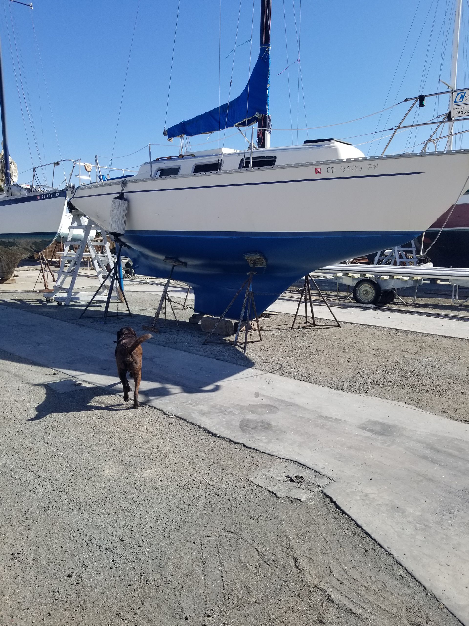 Sailboat on stands, blue hull, blue sail. Brown dog walks on asphalt path near the boatyard.