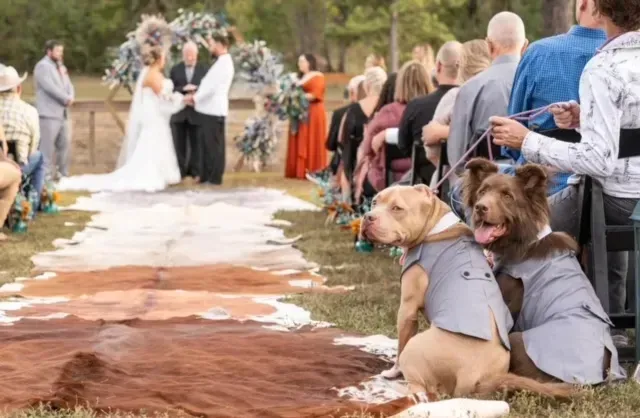 Dogs in tuxedos sit at an outdoor wedding aisle as the bride and groom kiss in the background