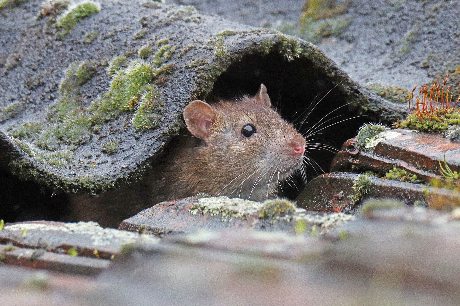 A mouse is peeking out of a hole in a roof.