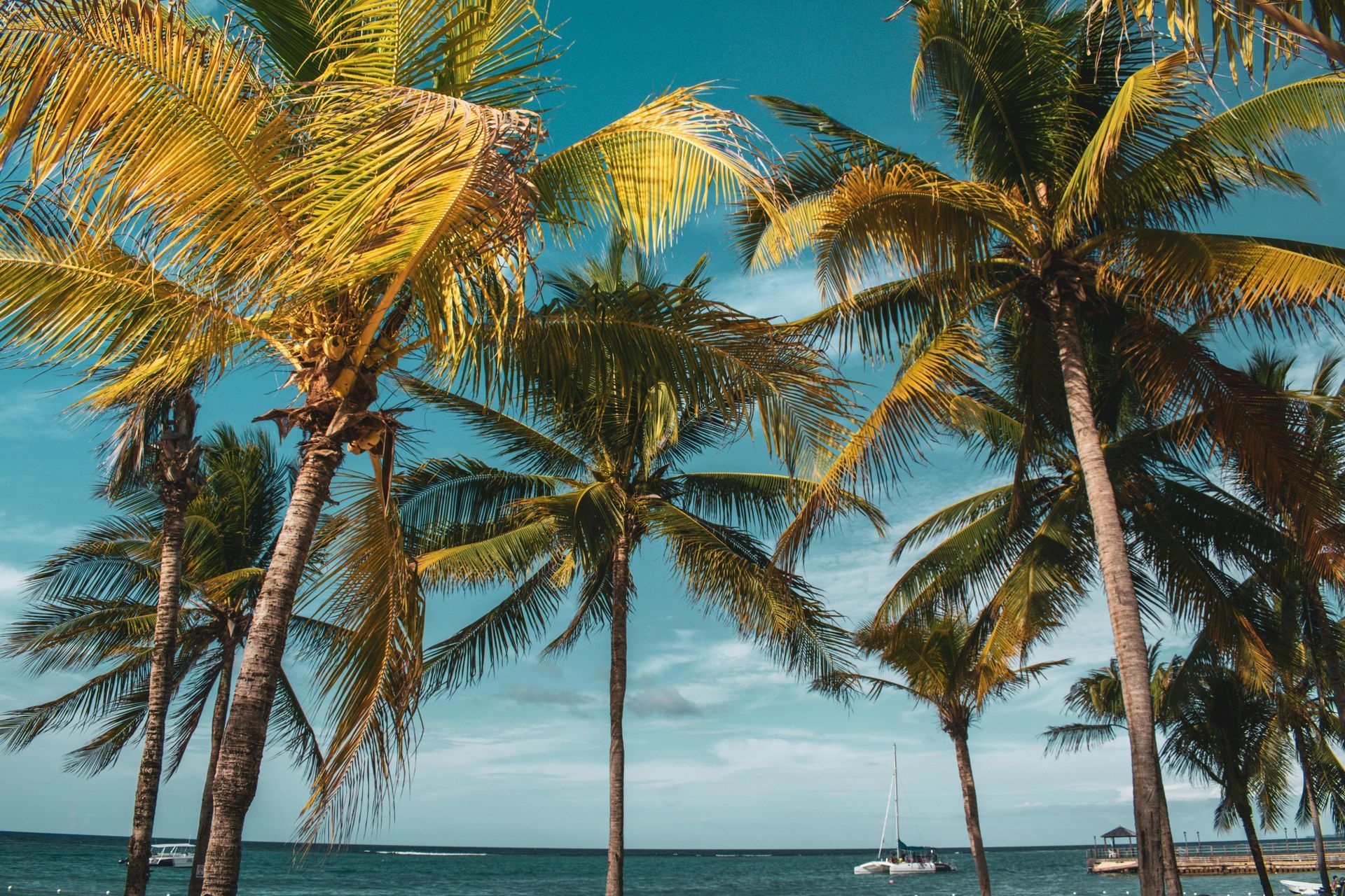 A row of palm trees on a beach next to the ocean.