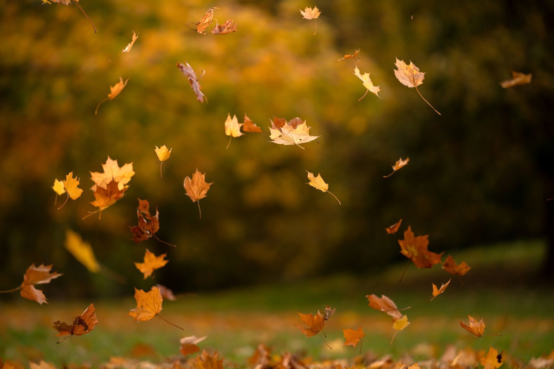 Autumn leaves falling in warm golden light over a blurred forest background
