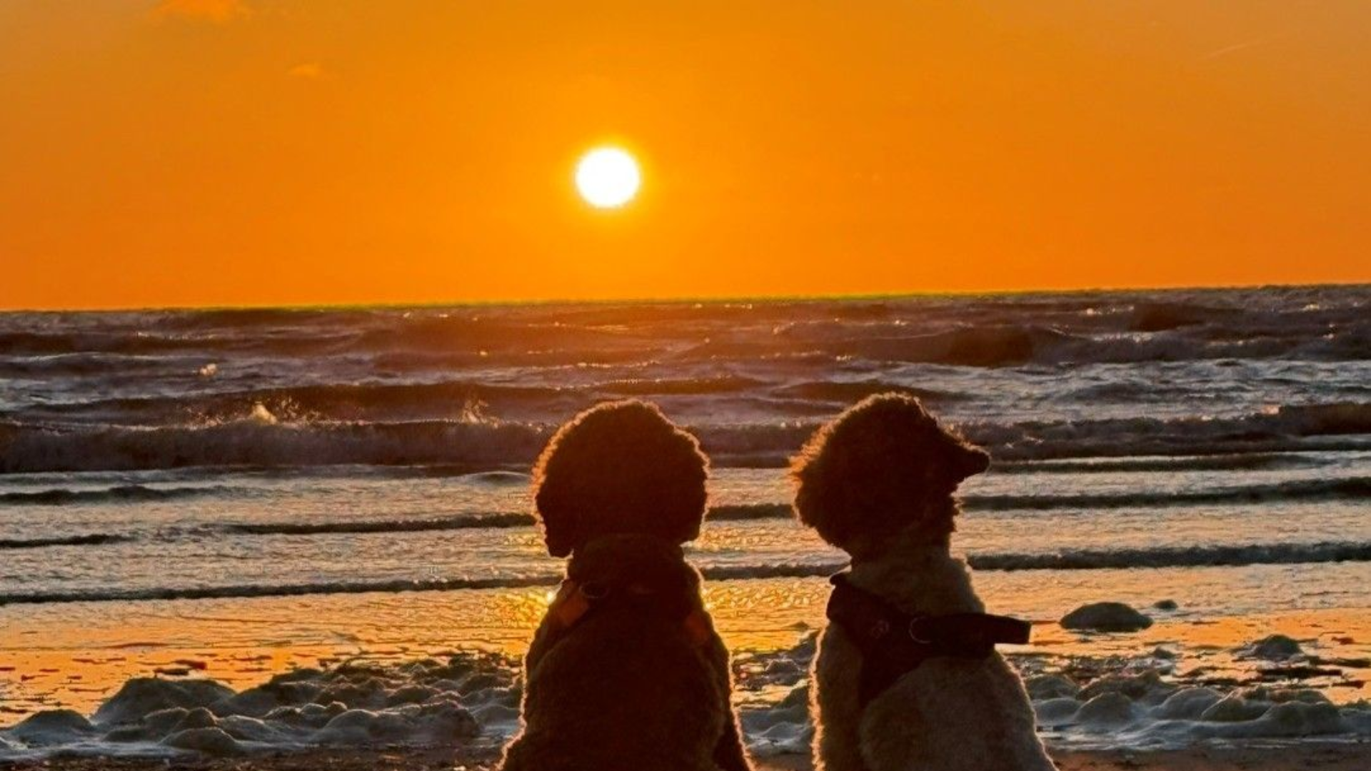 Twee silhouetten van honden zitten op het strand en kijken naar een oranje zonsondergang boven de oceaan.