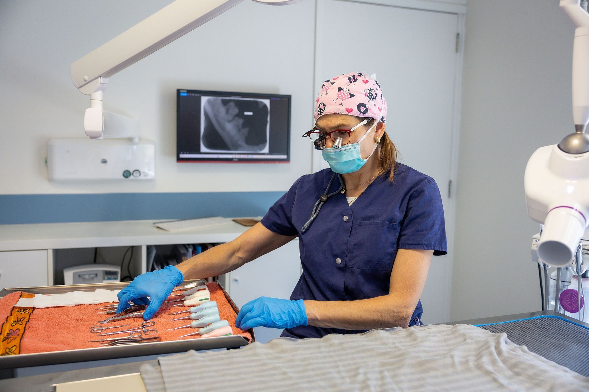 Chirurgische instrumenten worden klaargelegd voor een behandeling bij Dierenkliniek Capelle