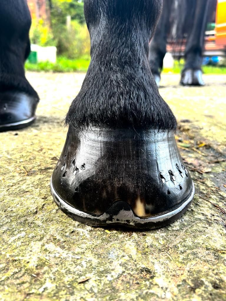 Farrier finish