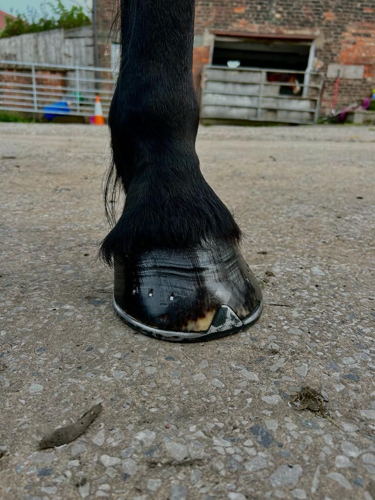 Farrier finish
