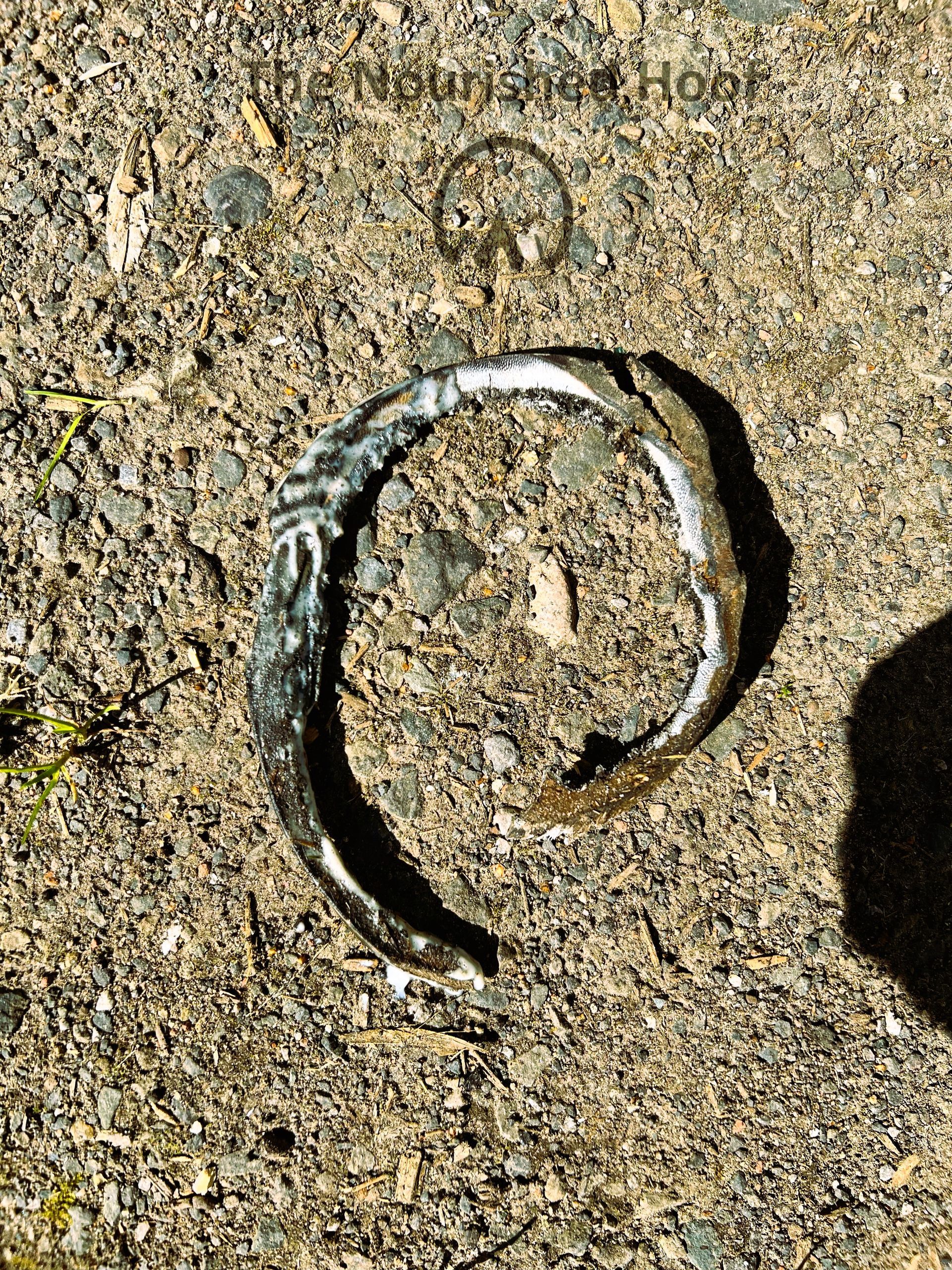 emollient experiment 2 