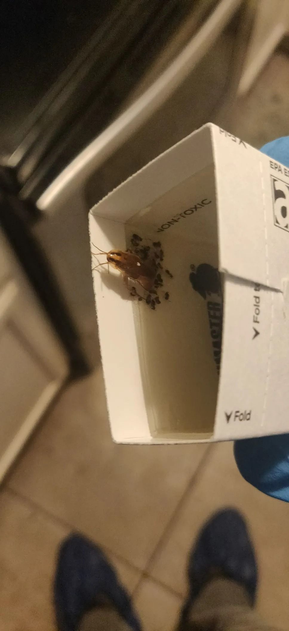 A person is holding a box with a bug in it.