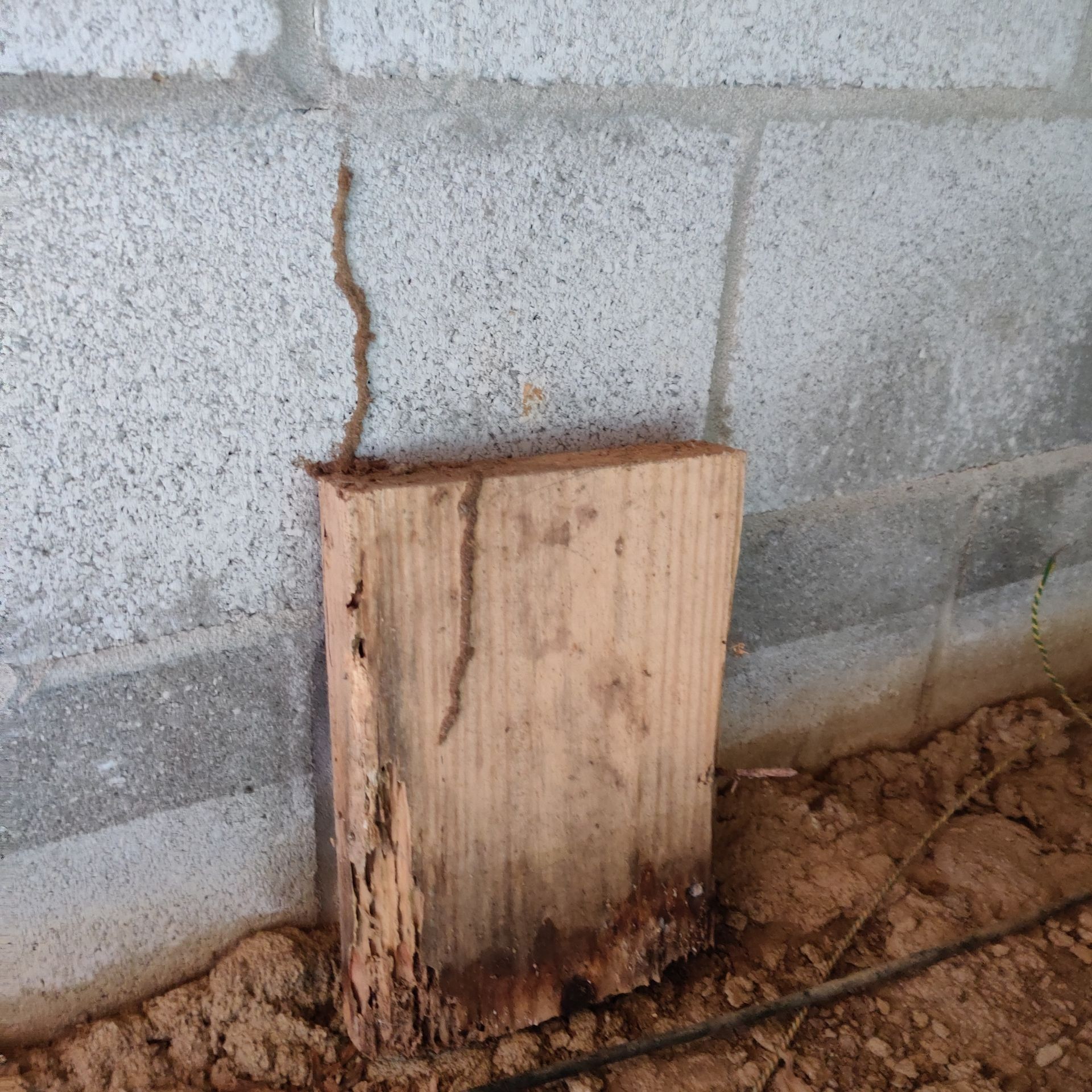 A piece of wood that has been eaten by termites