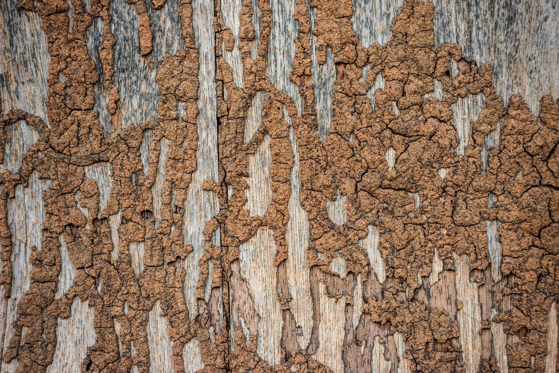 A close up of a wooden surface with termites eating it.