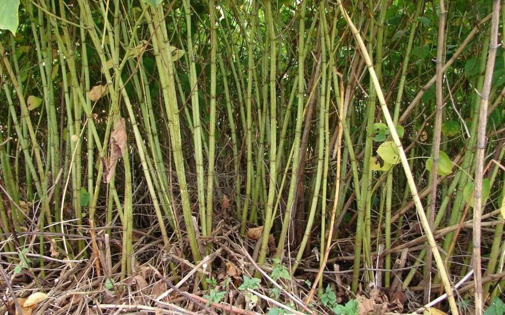 Japanese Knotweed Treatment in the UK