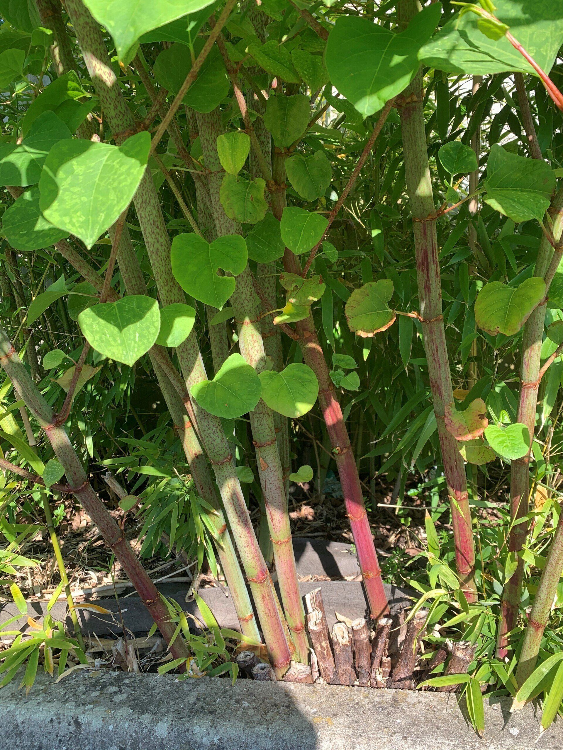 Japanese Knotweed Removal