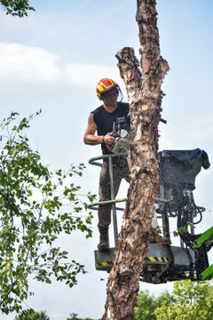 Arborist cutting tree with chainsaw from a lift. Wood chips flying. Sunny, outdoor setting.