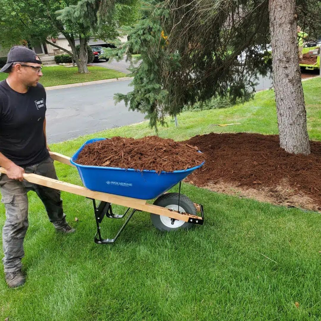 Man pushing a blue wheelbarrow of mulch near a tree on a lawn.