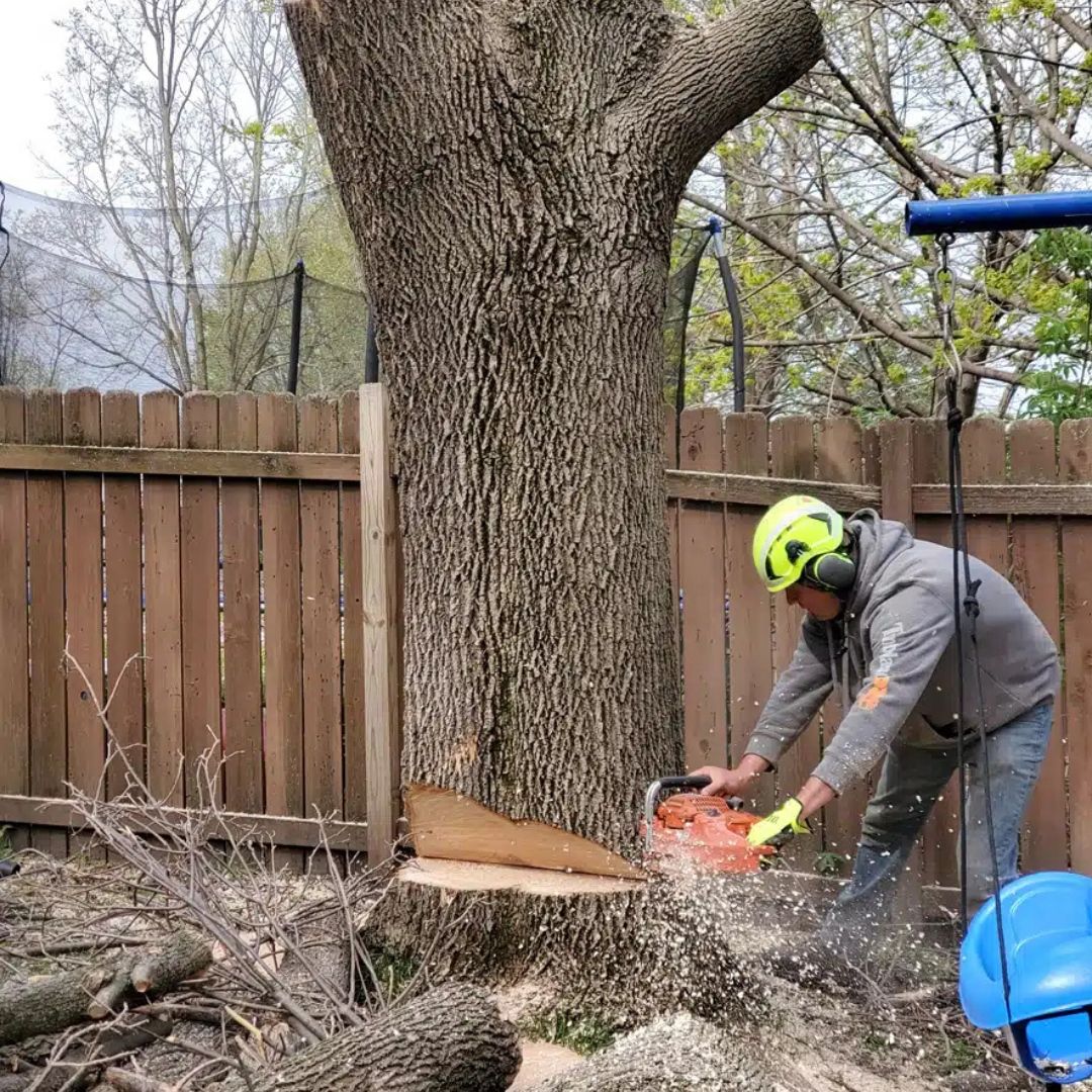 A person cutting a tree trunk with a chainsaw next to a wooden fence.
