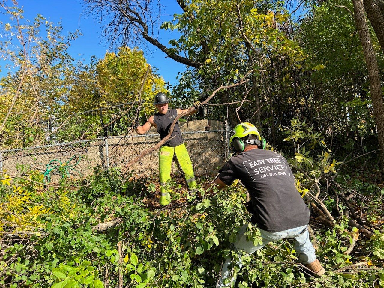 Two people trimming branches near a fence; one in bright pants, both wearing helmets.