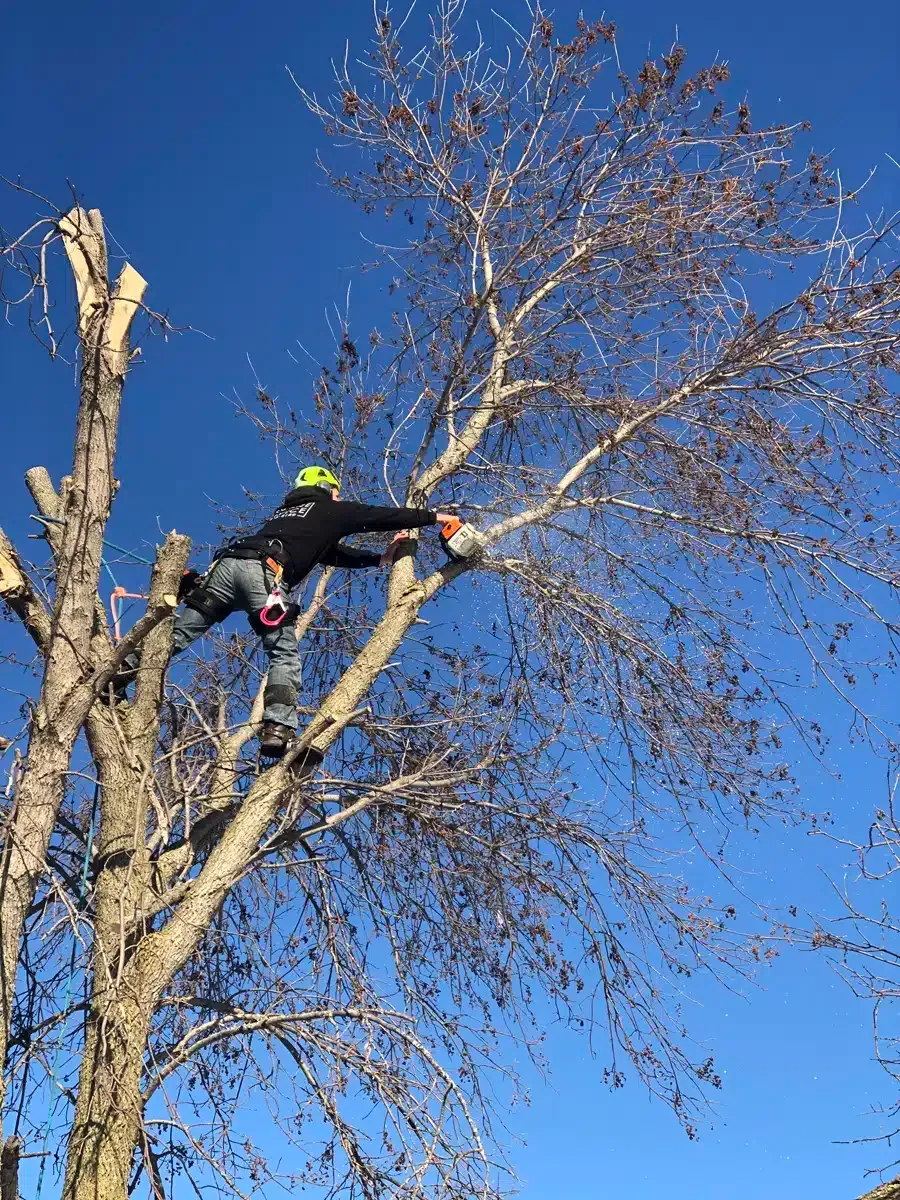 Arborist in tree, cutting branches with a chainsaw, blue sky background.
