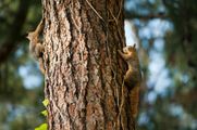 Two squirrels climbing a rough brown tree trunk. One faces left, the other right, against a blurred green backdrop.