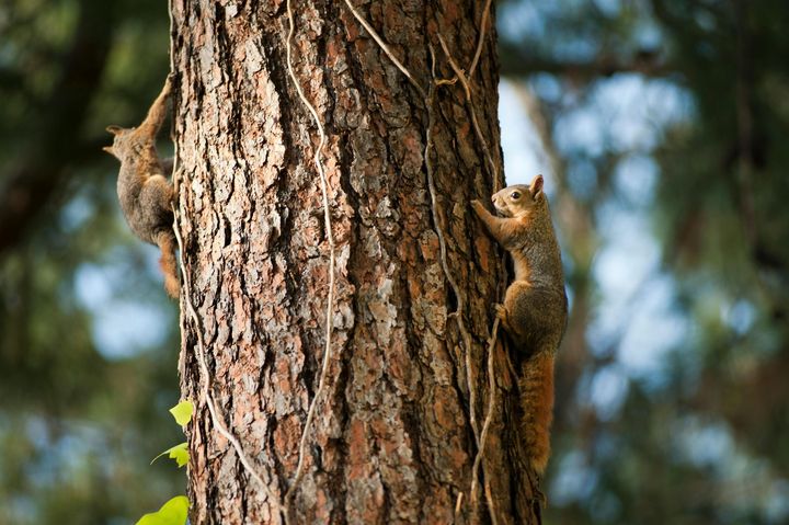 Two squirrels climbing a rough-barked tree, one on each side, surrounded by greenery.