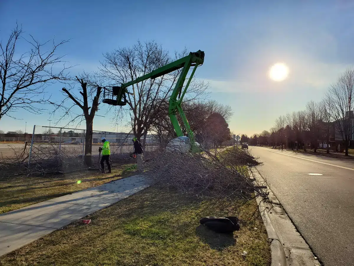 Tree trimming, worker in a lift, cutting branches near a sidewalk and road on a sunny day.
