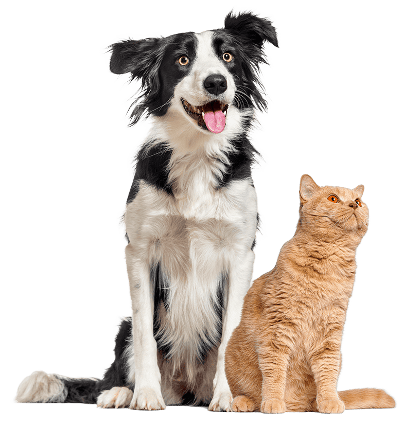 Black and White dog and Orange Cat Isolated Image