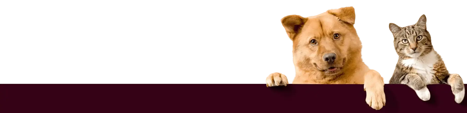 Dog and Cat Isolated Image in Footer