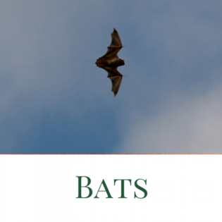 bats