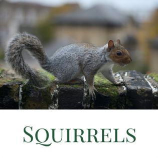 squirrels