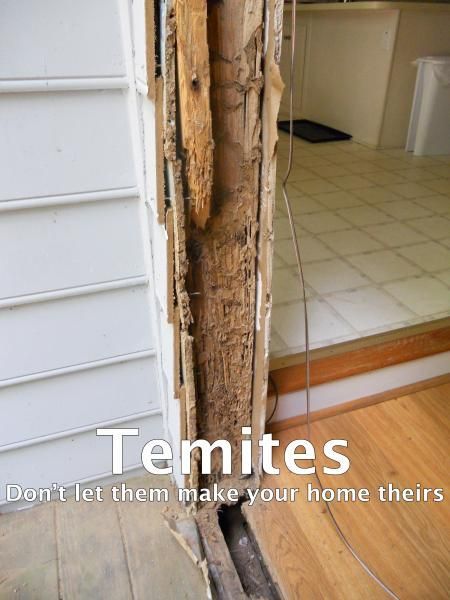 termite damage
