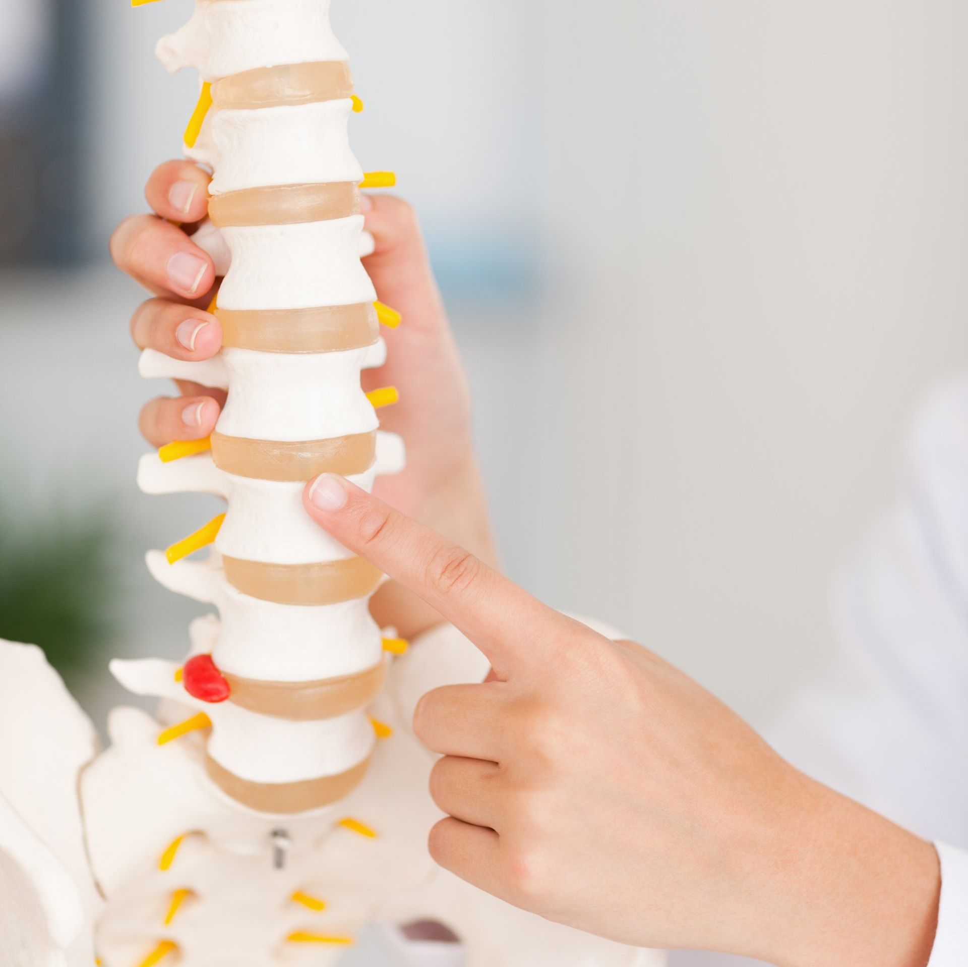 A person is pointing at a model of a spine