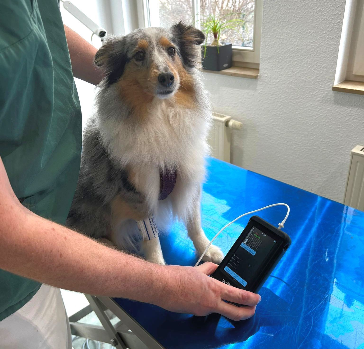 Ein Hund bei der Blutdruckmessung