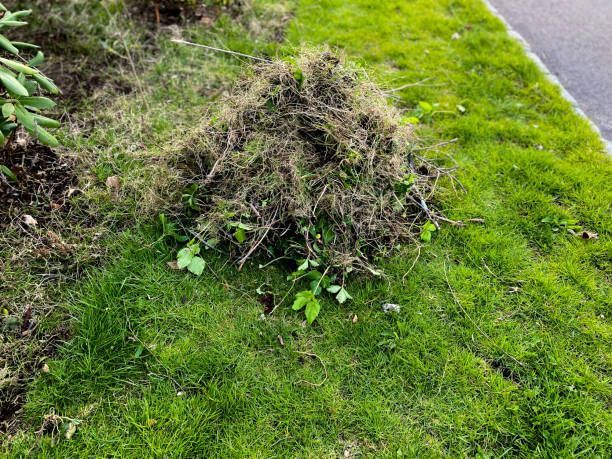 Tidy Lawn — Bensalem, PA — Munz's Lawn Service & Landscaping