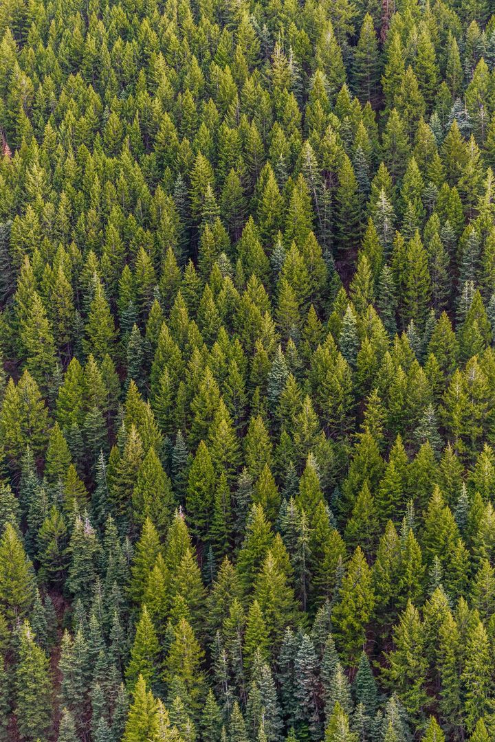 Vue aérienne dense d'une forêt verte avec quelques arbres aux teintes violettes