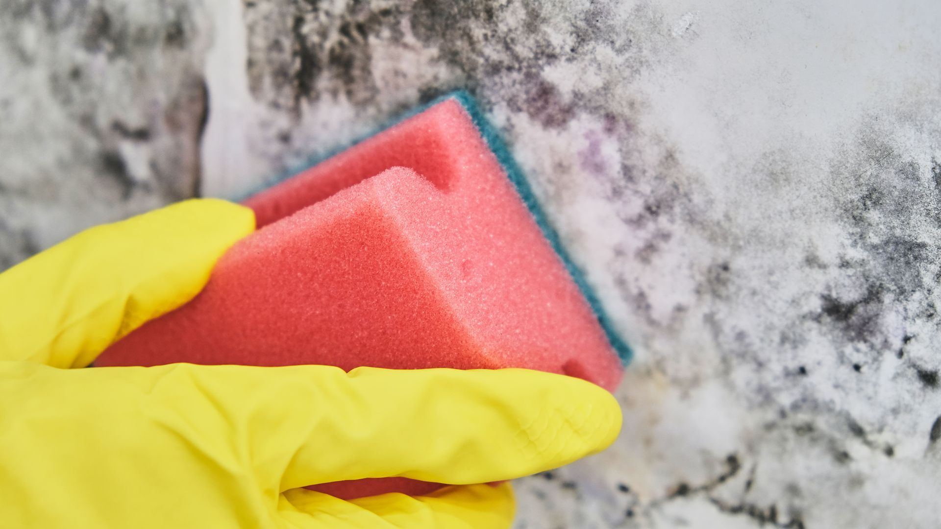 Mold removal services in Blaine, MN.