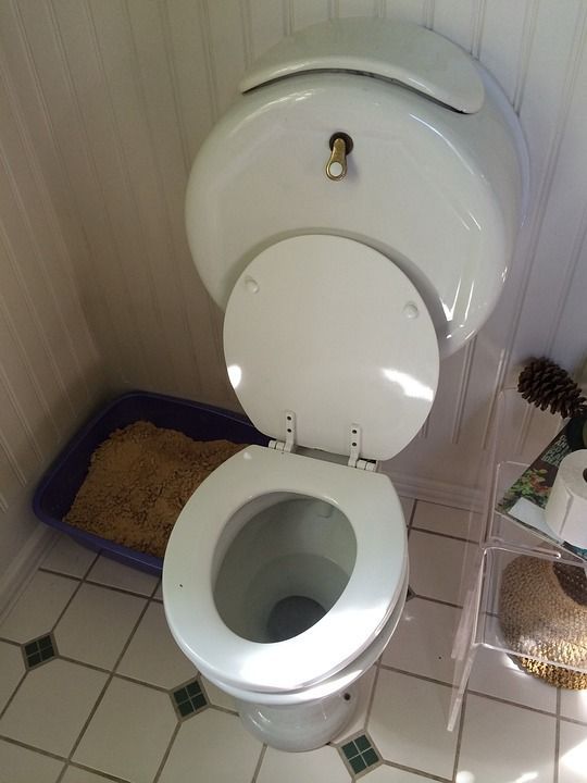 Toilet Bowl Rim