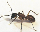 Brown ant with black head and antennae, legs extended.