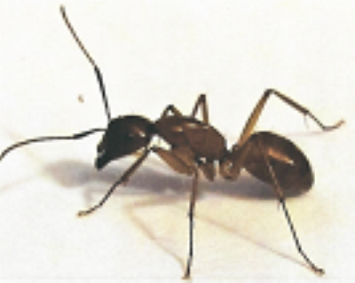 Carpenter Ant